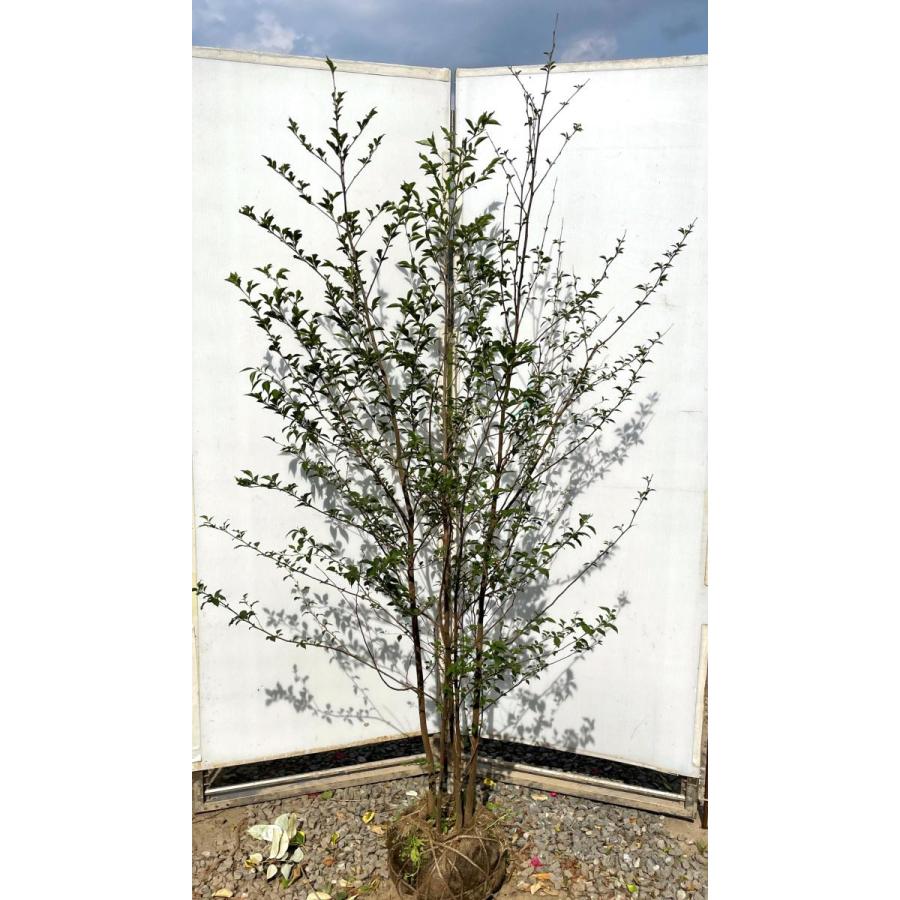 エゴの木 株立ち 約1 9m 現品発送 豪華株 特大株植木苗木大苗 エゴノキ シンボルツリー 落葉樹 送料無料 ego1917k4 大福樹苗園 通販 Yahoo ショッピング