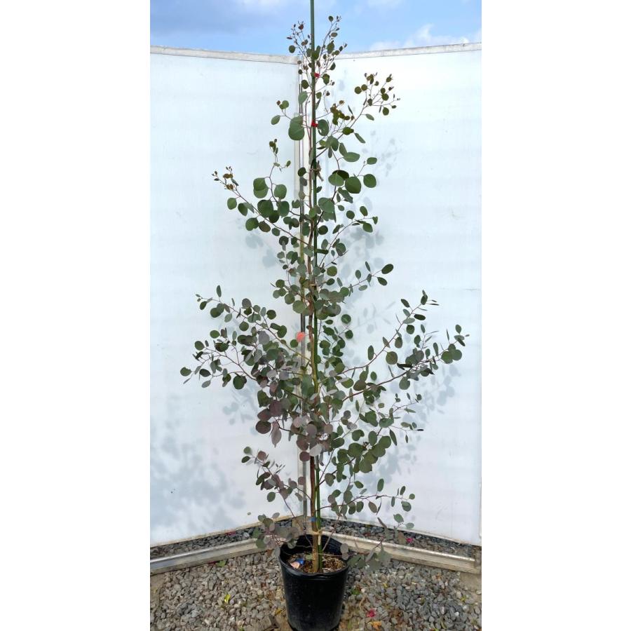 ポポラス　丸葉ユーカリ　約２ｍ　現品発送　特大株　植木苗木　丸葉のユーカリの木　鉢植え観葉植物に　常緑樹　送料無料