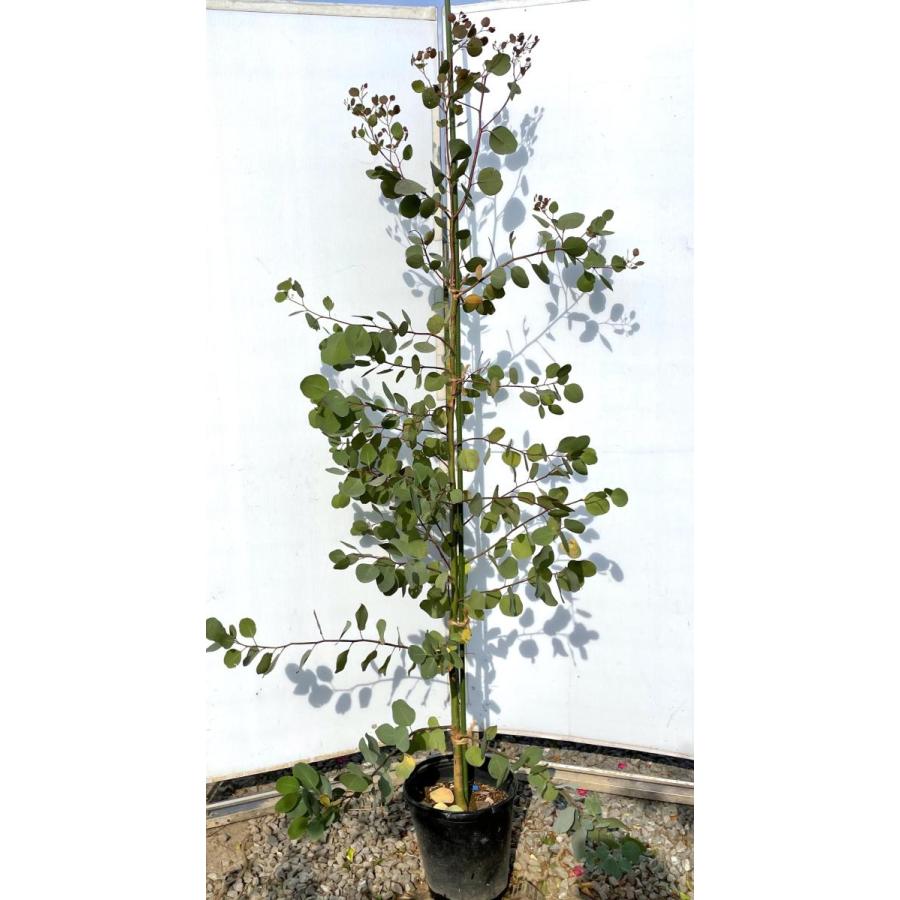 ポポラス　丸葉ユーカリ　約1.9ｍ　現品発送　特大株　植木苗木　丸葉のユーカリの木　鉢植え観葉植物に　常緑樹　送料無料