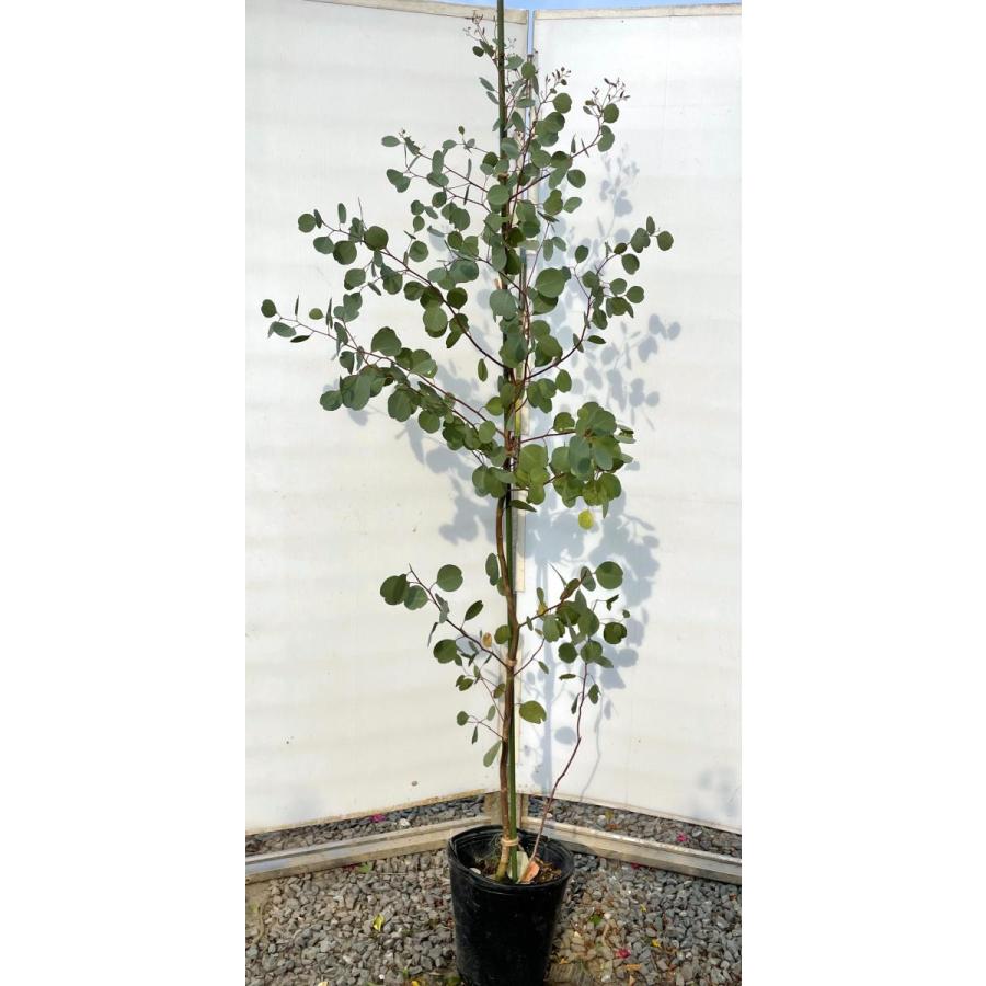 ポポラス　丸葉ユーカリ　約1.9ｍ　現品発送　特大株　植木苗木　丸葉のユーカリの木　鉢植え観葉植物に　常緑樹　送料無料