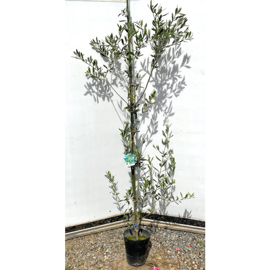 オリーブの木　ネバジロブランコ　約1.8m　多花品種　現品発送　大型苗木　特大株　観葉植物　鉢植えに　常緑樹