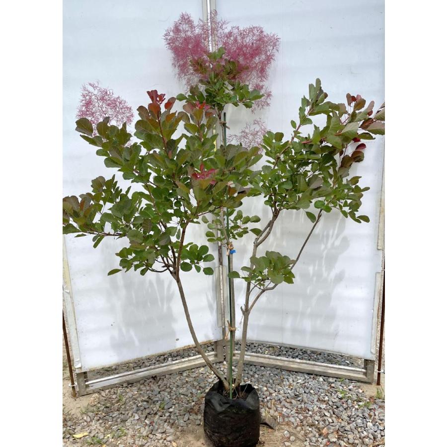 赤花スモークツリー 約1.5m 現品発送 ケムリノキ 特大株 大苗植木苗木