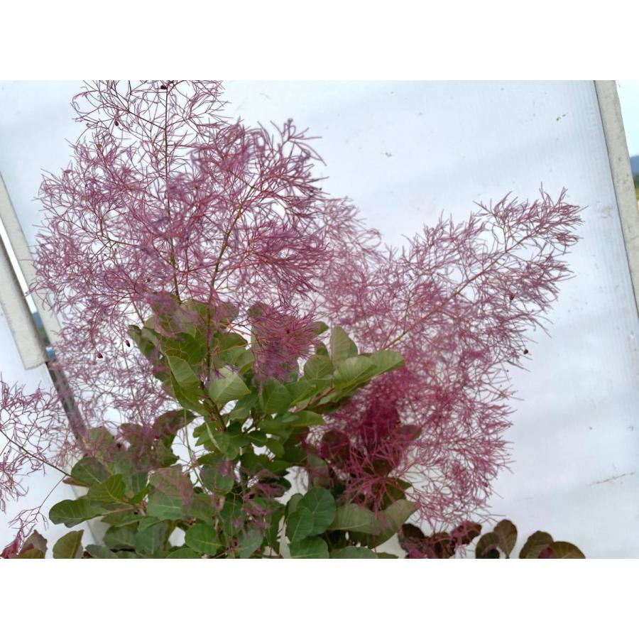 赤花スモークツリー 約1.5m 現品発送 ケムリノキ 特大株 大苗植木苗木
