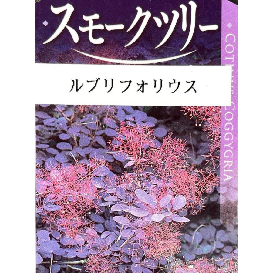 紫葉スモークツリー ルブリフォリウス 約1.7m 現品発送 特大株 植木
