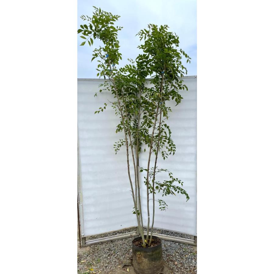 シマトネリコ 5本株立ち 約2.4m 現品発送 特大株 植木苗木大苗 