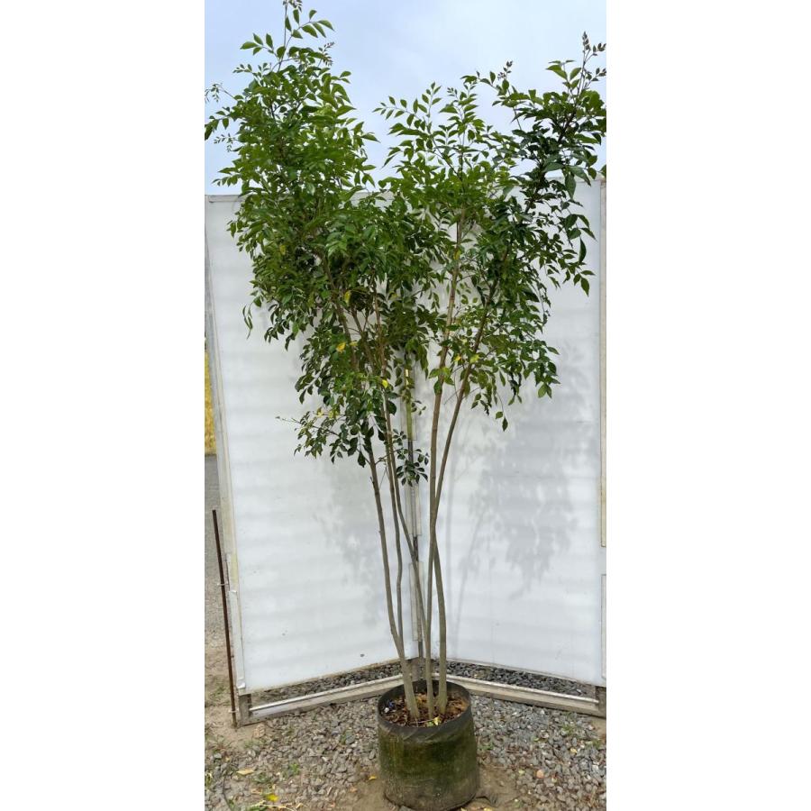 シマトネリコ ５本株立ち 約2 2m 現品発送 美樹形株 特大株 植木苗木 シンボルツリー 常緑樹 送料無料 simato22k5 大福樹苗園 通販 Yahoo ショッピング