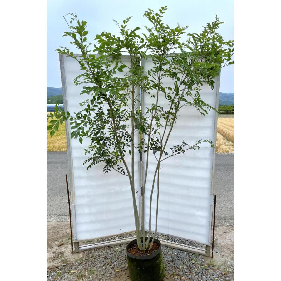 シマトネリコ　５本株立ち　約2.1m　現品発送　美樹形株　特大株　植木苗木　シンボルツリー　常緑樹　送料無料