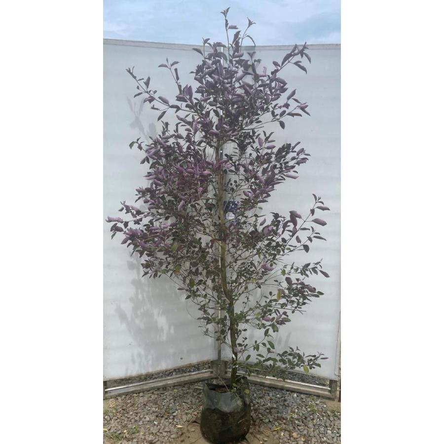 西洋ニンジンボク プルプレア 特大株 約2m 現品発送 大苗植木苗木