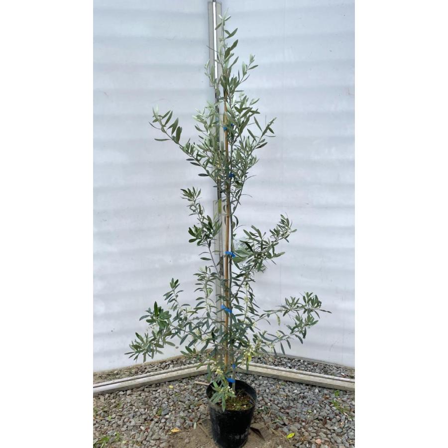 オリーブの木　シプレッシーノ　約1.7m　現品発送　特大植木苗木　チプレッシーノ　チプレシーノ　常緑樹　送料無料