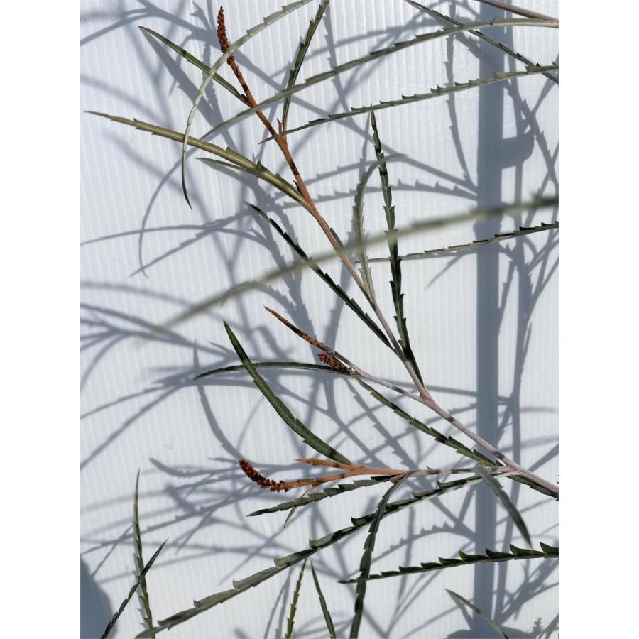 グレビレア ロンギフォリア 約1.9m 現品発送 特大株 植木苗木大苗