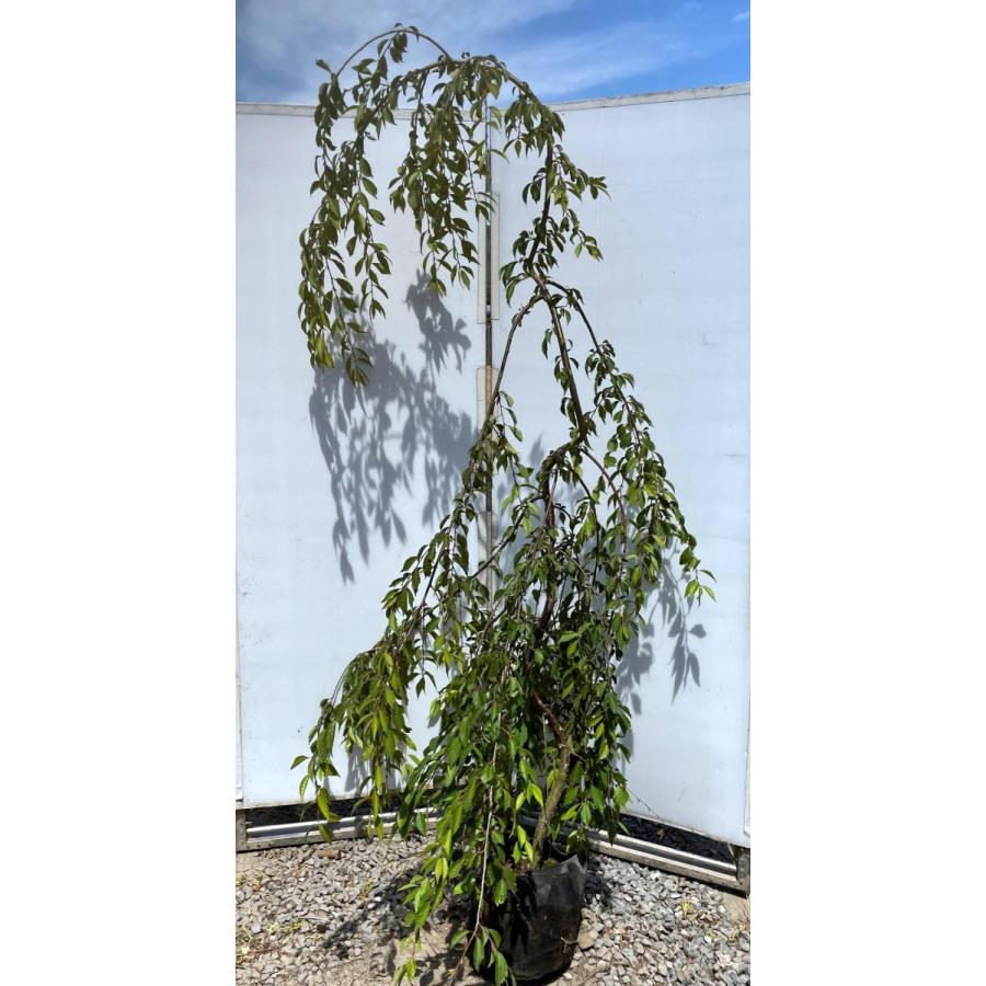 しだれ富士桜　約２ｍ　現品発送　美樹形株　２色咲きに見えるしだれ桜　特大植木苗木　富士しだれ桜　送料無料