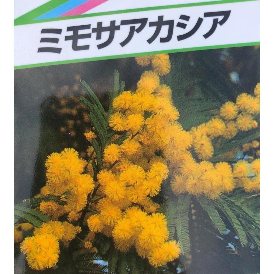 ミモザアカシア 約2m 現品発送 特大株 植木苗木 ギンヨウ