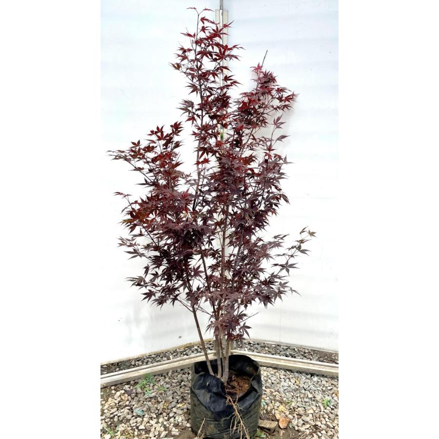 野村モミジ 株立ち 約1.6m 現品発送 大株植木苗木 紫葉のノムラモミジ 