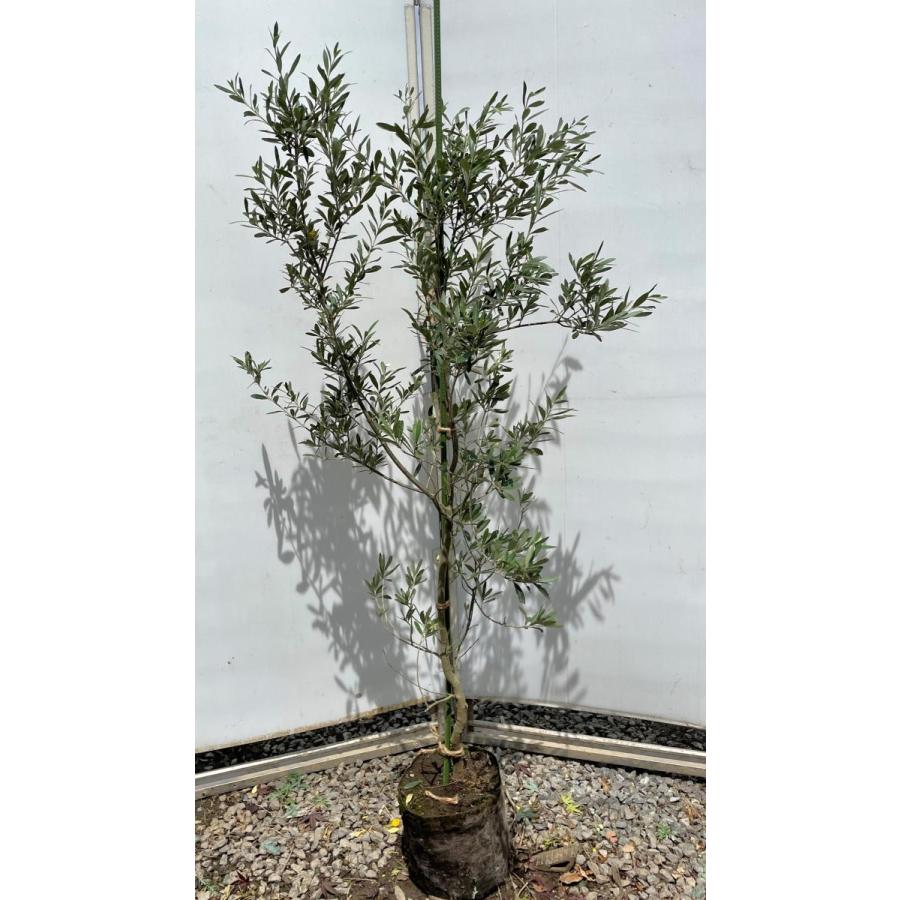 オリーブの木 シプレッシーノ 約1 6m 現品発送 特大植木苗木 チプレッシーノ チプレシーノ 常緑樹 送料無料 chipre1614 大福樹苗園 通販 Yahoo ショッピング