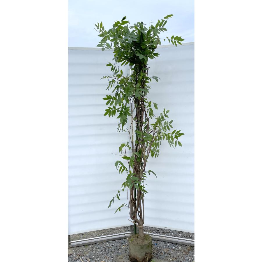 藤 約2m 現品発送 植木 苗木 フジ 藤の花 落葉樹 送料無料 : 大福