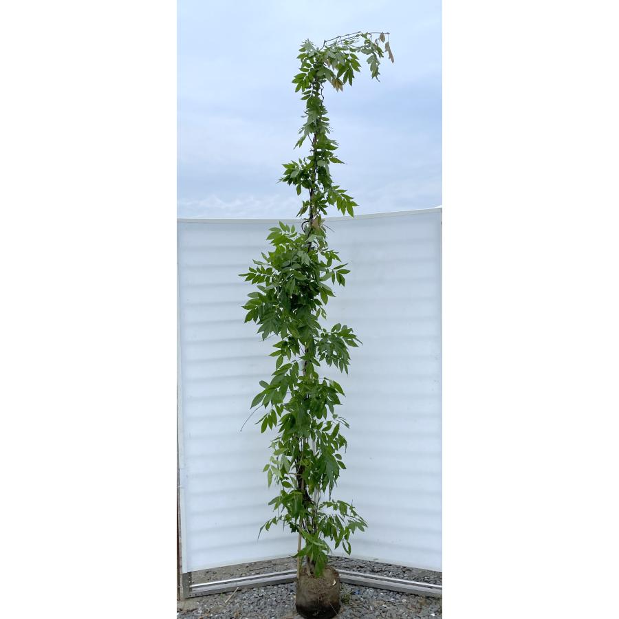 フジ苗B 花育通販 植物・園芸専門店 : 6号鉢植え 藤（フジ）「一才藤」の苗木 落葉樹