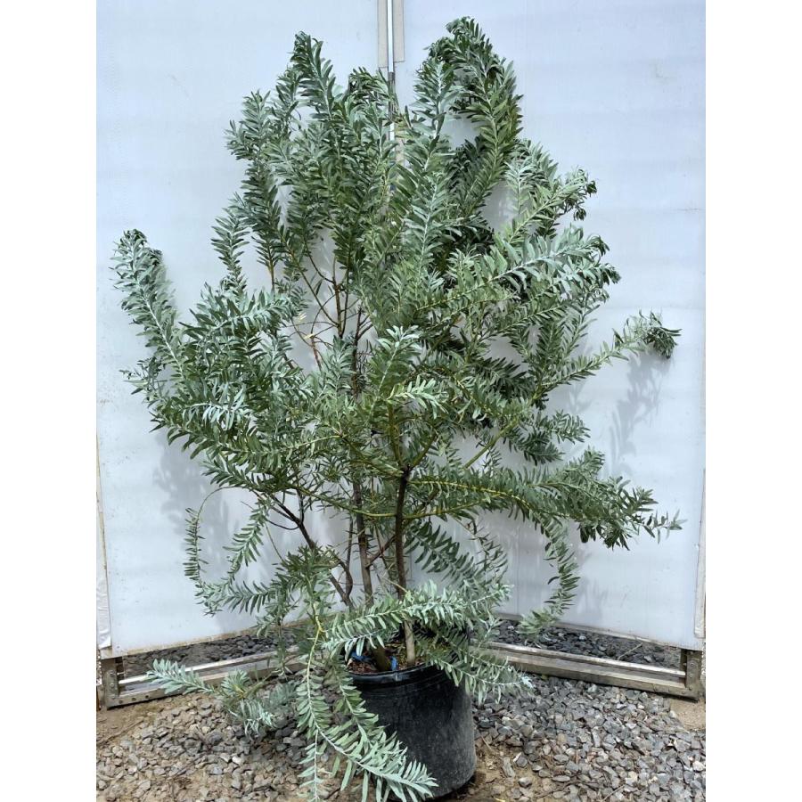 コベニーアカシア ブルーブッシュ 株立ち 約1.5m 現品発送 特大株