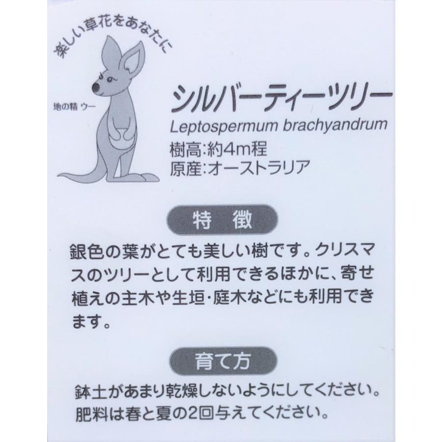 メラレウカ　シルバーティーツリー　約２ｍ　１本株　特大植木苗木　常緑樹　お買い得なおまかせ株　メディカルツリー　送料無料 
