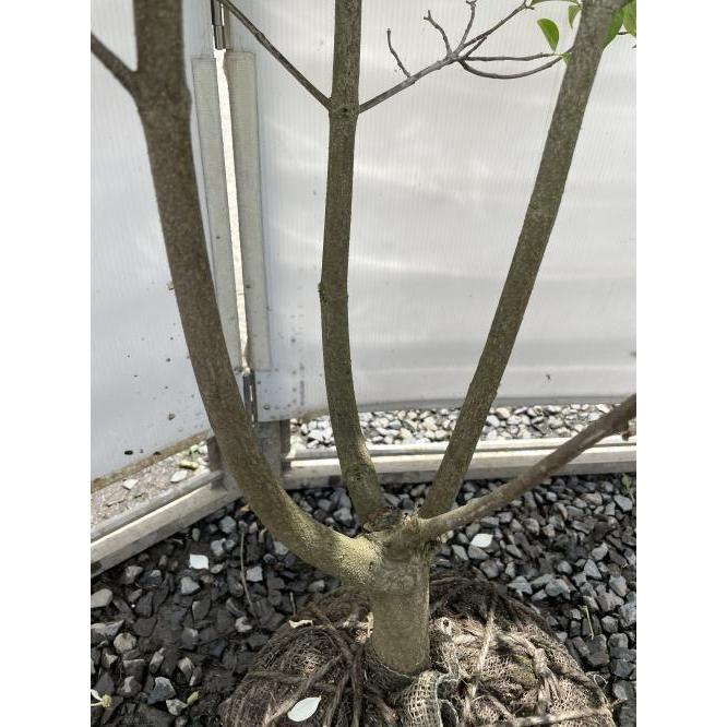 常緑ヤマボウシ　月光　株立ち　約２m　現品発送　特大植木苗木　ホンコンエンシス　常緑樹　送料無料 