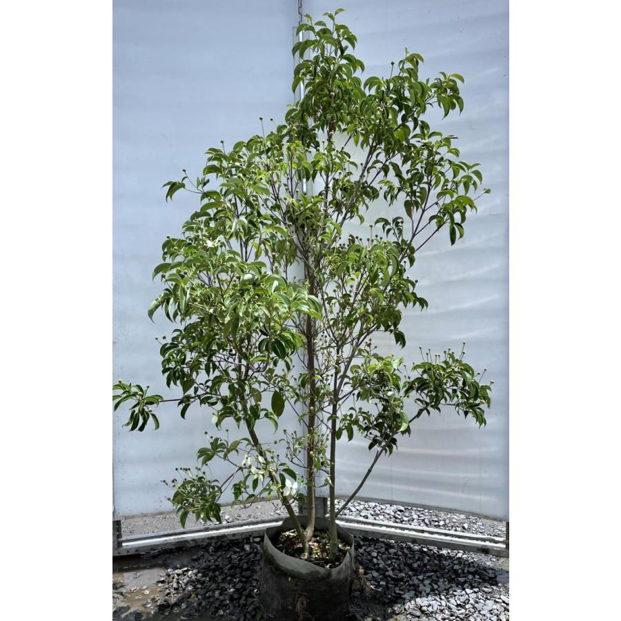 常緑ヤマボウシ 月光 株立ち 約1.7m 現品発送 特大植木苗木大苗