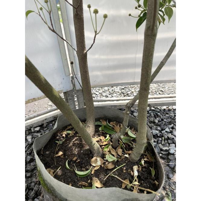 常緑ヤマボウシ 月光 株立ち 約1.7m 現品発送 特大植木苗木大苗
