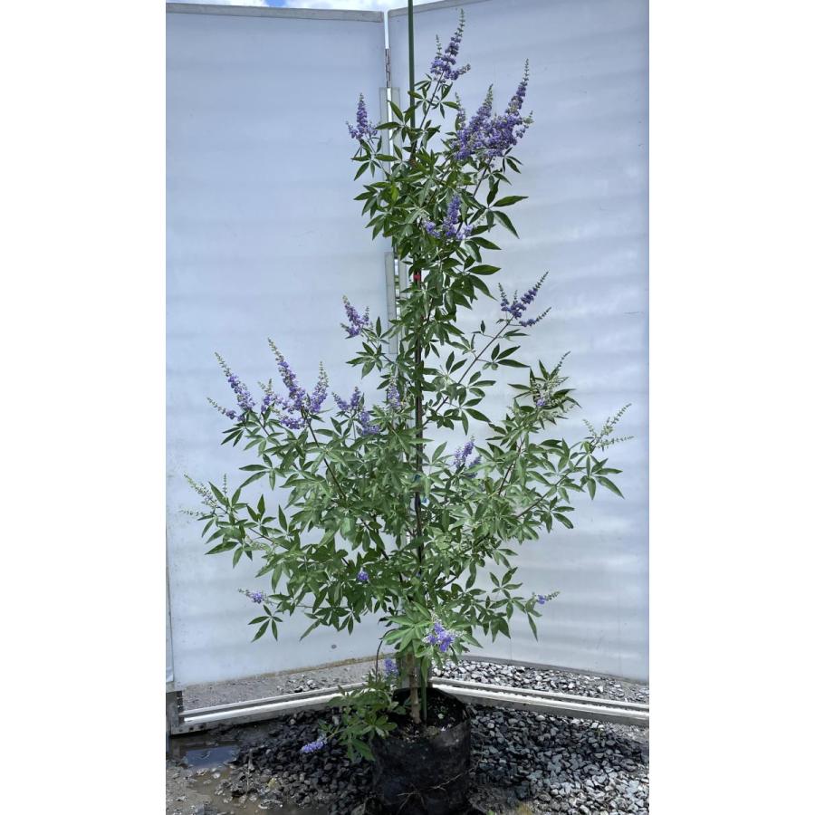 西洋ニンジンボク　約1.8ｍ　現品発送　特大株　植木苗木大苗　紫花　セイヨウニンジンボク　落葉樹　送料無料