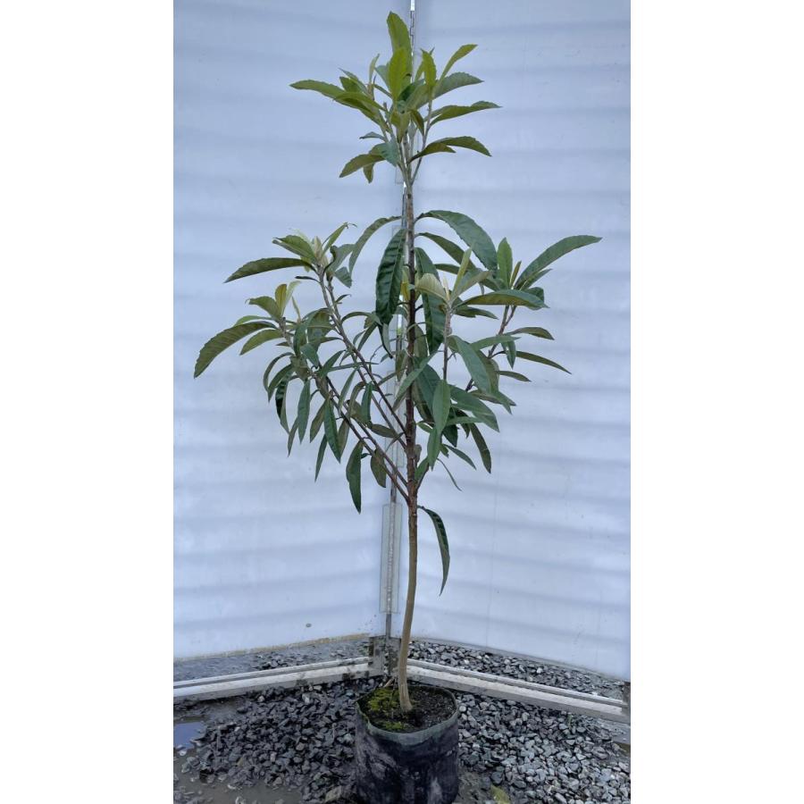 種苗登録ビワの木 Bn21号 約1 6ｍ 現品発送 特大植木苗木 大苗果樹 大実琵琶の木 早生ビワ 送料無料 bn 大福樹苗園 通販 Yahoo ショッピング