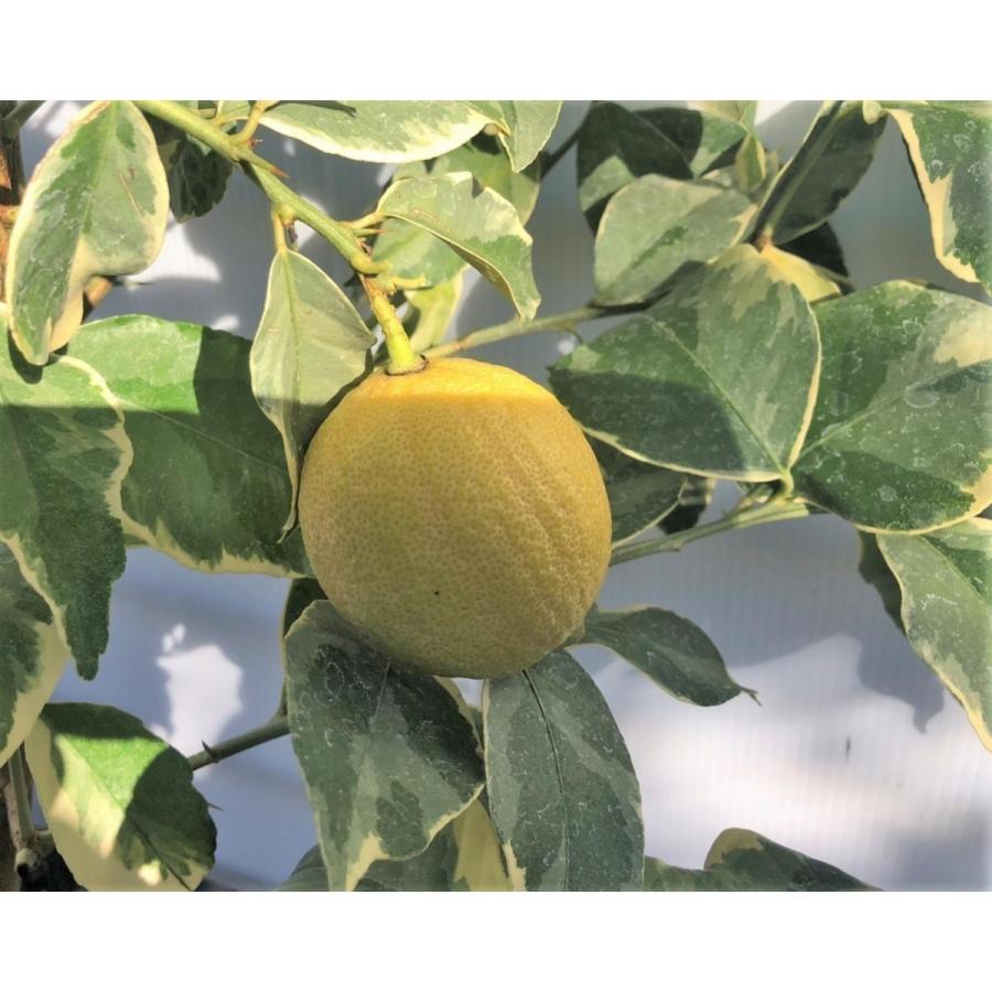 レモンの木　ピンクレモネード　約1.5ｍ　現品発送　植木苗木　班入り檸檬の木　ピンクレモン　送料無料 