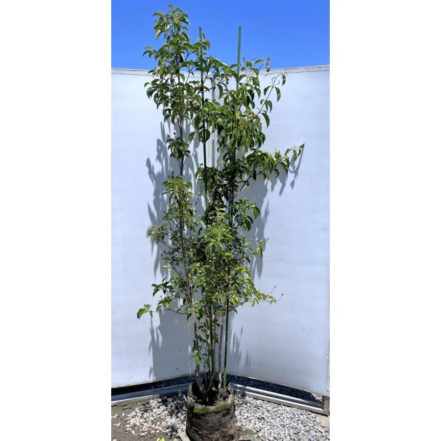 ヤマボウシ☆株立☆高さ2.6m位