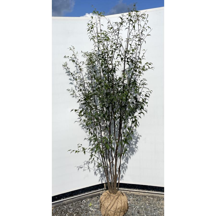 ハイノキ 7本株立ち 約1.9m 現品発送 豪華株 一点物 特大植木苗木大苗 灰の木 常緑樹 シンボルツリー 送料無料 : 大福樹苗園 ...