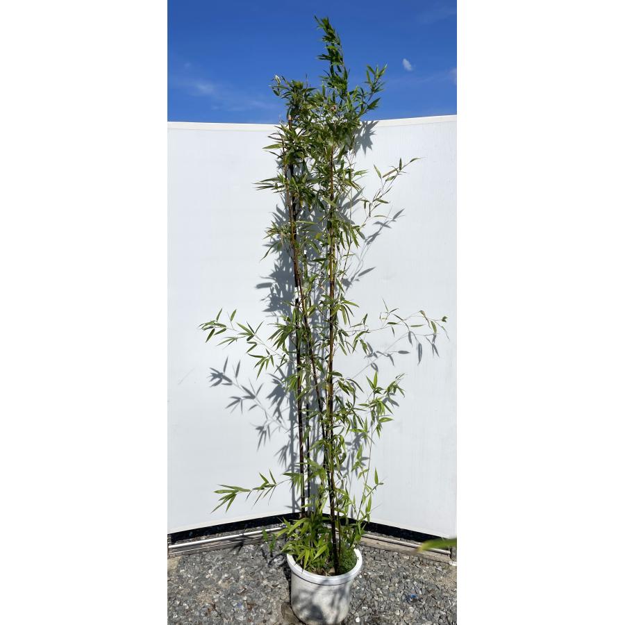 黒竹植え替え 時期 – 黒竹 鉢植え 根詰まり – DYHKB