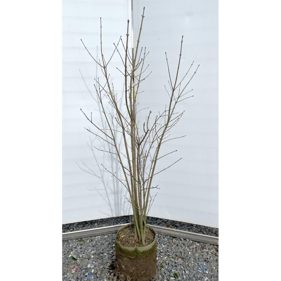 アオダモ 8本株立ち 約1.8m 現品発送 特大株 植木苗木大苗 マルバアオダモ 丸葉アオダモ 落葉樹 シンボルツリー : 大福樹苗園 ...