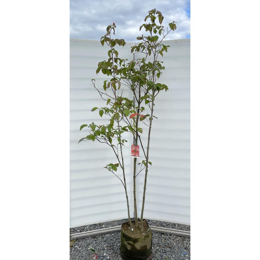 赤花ハナミズキ ジュニアミス 株立ち 約2m 現品発送 特大植木苗木 花水木 シンボルツリー 送料無料 : 大福樹苗園 - 通販 ...