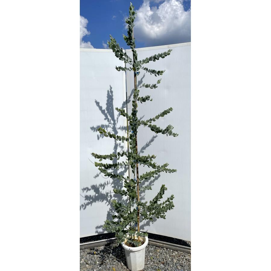 鉢植えパールアカシア 約2.1m 現品発送 イエロースパーク 特大植木