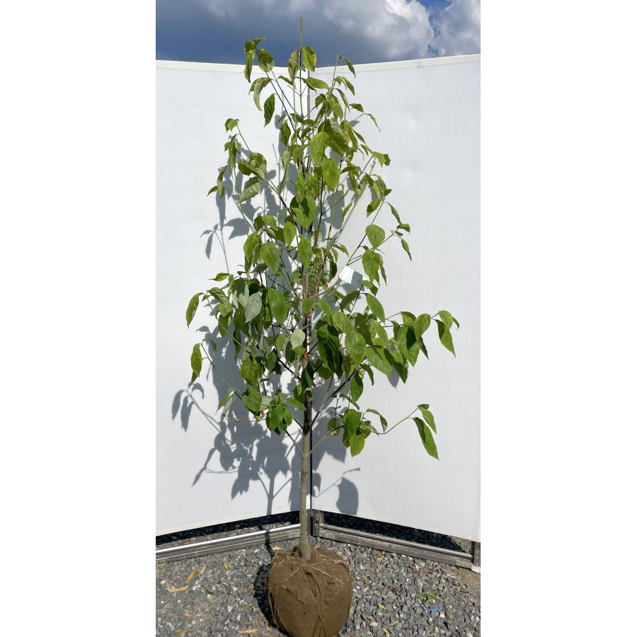 ハナミズキ レインボー 約2m 現品発送 超特大株 植木苗木大苗 班入り