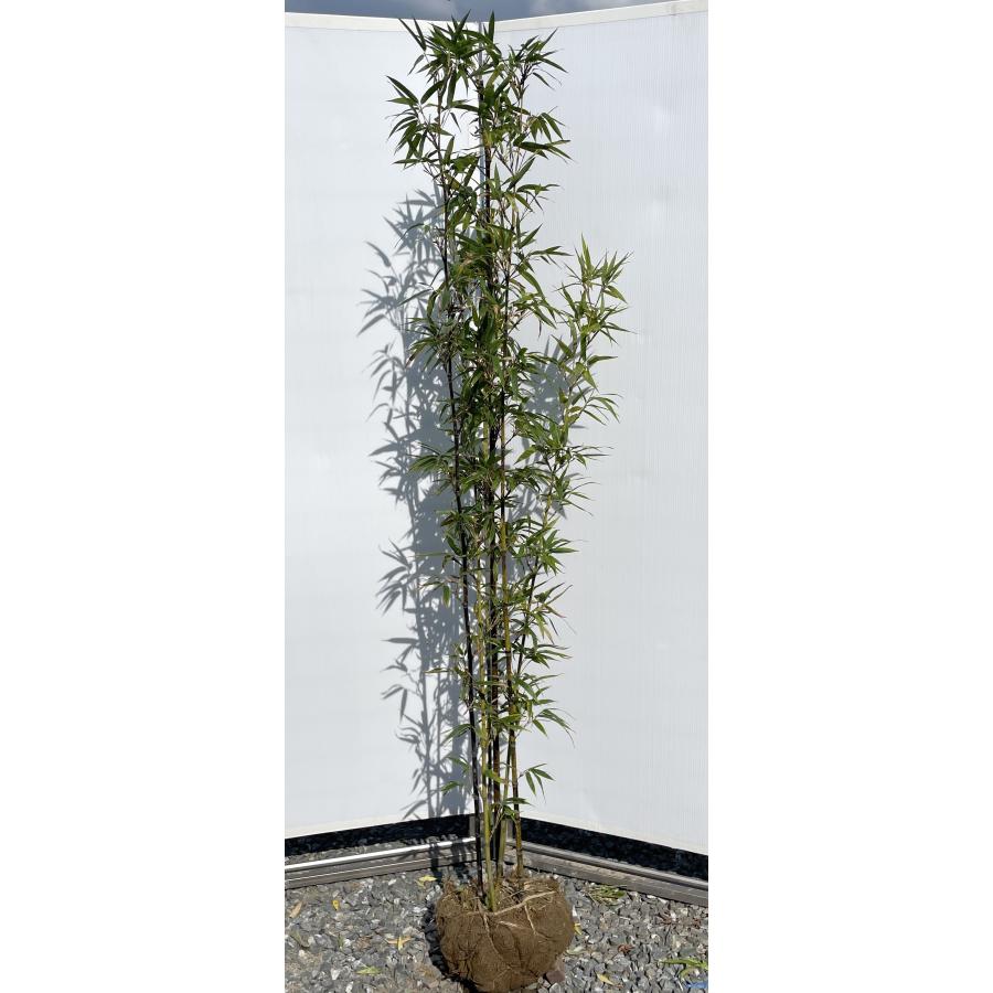 黒竹植木 _ 黒竹の育て方 植え替え : 黒竹(クロチク)の育て方 – PJHT