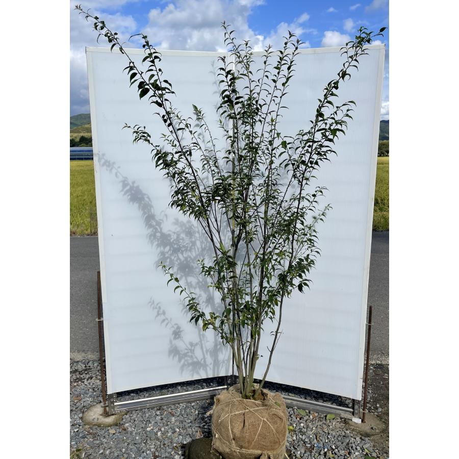 ハイノキ 5本株立ち 約2m 現品発送 超特大株 植木苗木大苗 灰の木 シンボルツリー 常緑樹 送料無料 : 大福樹苗園 - 通販 ...
