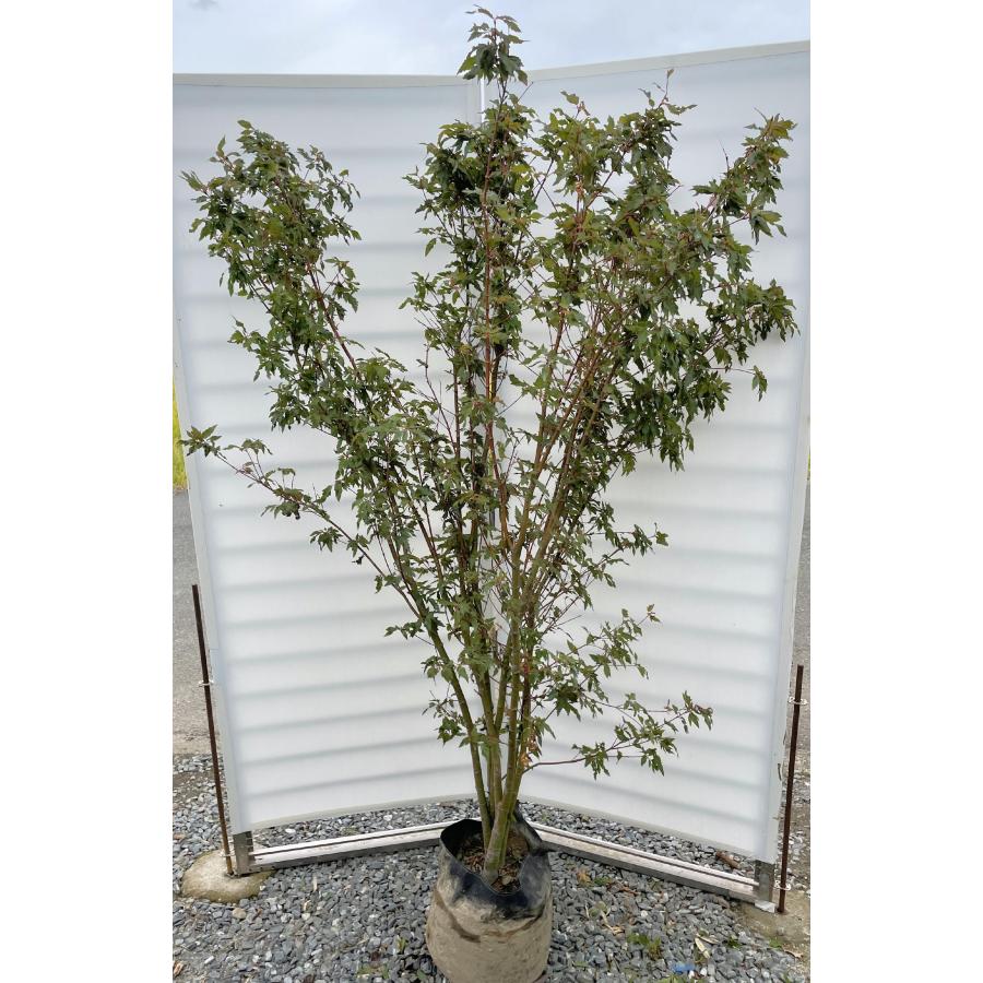 紅羽衣モミジ 6本株立ち 約1.8m 現品発送 豪華株 一点物 特大植木苗木