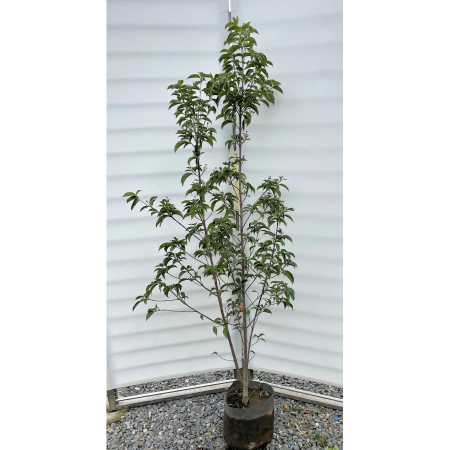 常緑ヤマボウシ　株立ち　月光/305 常緑ヤマボウシ 株立ち 月光/305