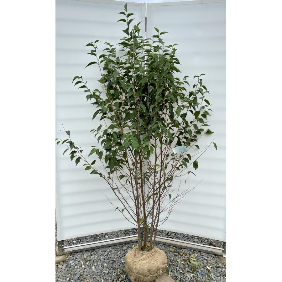 エゴの木 ６本株立ち 約1 8m 現品発送 豪華株 特大株 植木苗木大苗 エゴノキ シンボルツリー 落葉樹 送料無料 ego1816k6 大福樹苗園 通販 Yahoo ショッピング