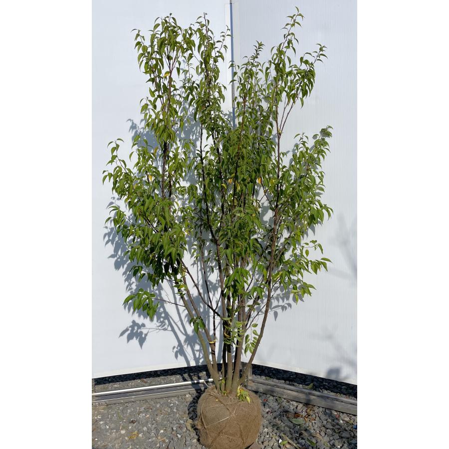 ハイノキ 7本株立ち 約1.6m 現品発送 特大株 株植木苗木大苗 灰の木 常緑樹 送料無料 : 大福樹苗園 - 通販 - Yahoo!ショッピング