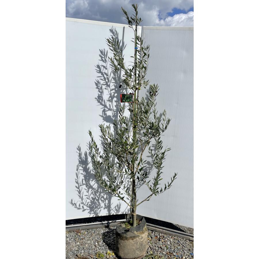 ソフトパープル 大苗 オリーブの木 モライオロ - 植物/観葉植物