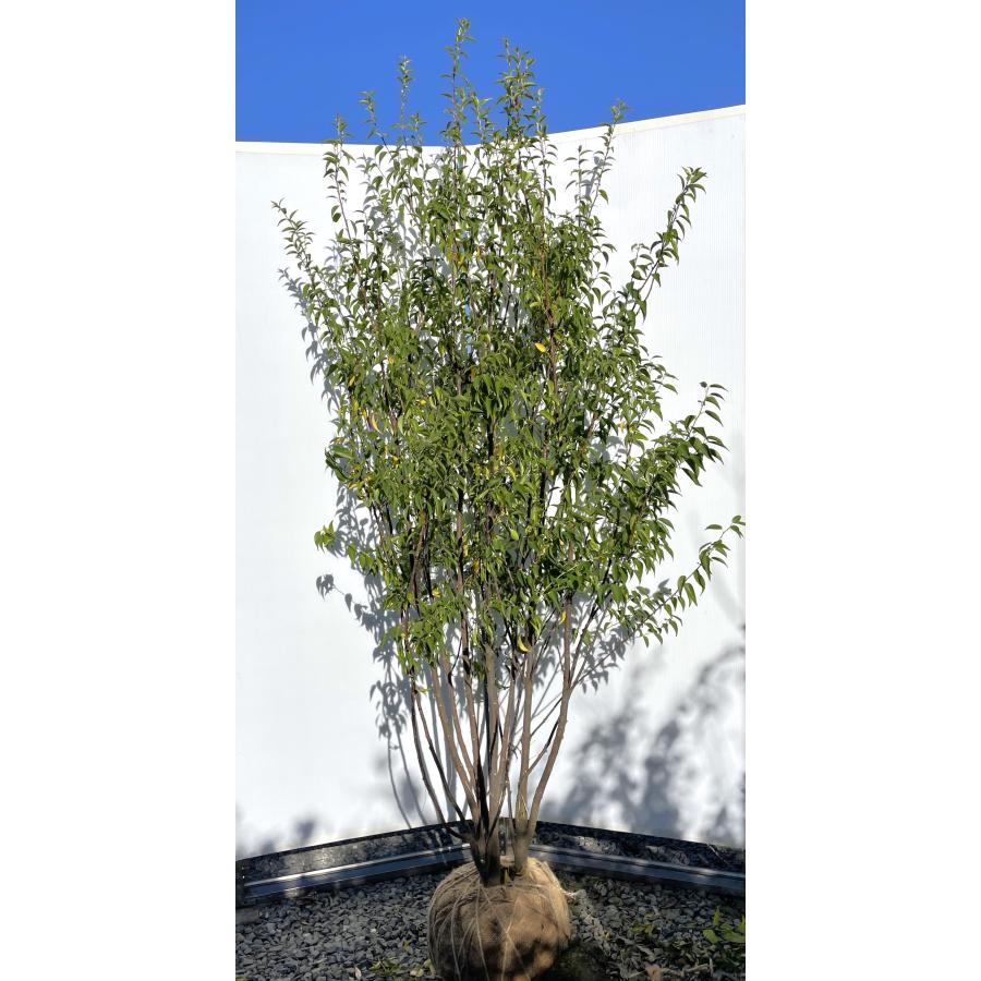 ハイノキ 6本株立ち 約2m 現品発送 豪華株 特大株植木苗木 灰の木 常緑樹 送料無料 : 大福樹苗園 - 通販 - Yahoo!ショッピング