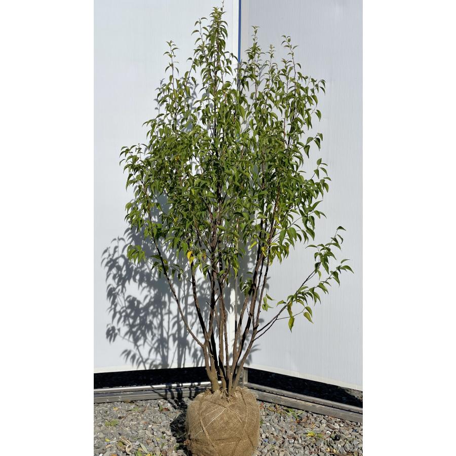 ハイノキ 6本株立ち 約1.6m 現品発送 特大株 大苗 植木苗木 灰の木 常緑樹 送料無料 : 大福樹苗園 - 通販 - Yahoo!ショッピング