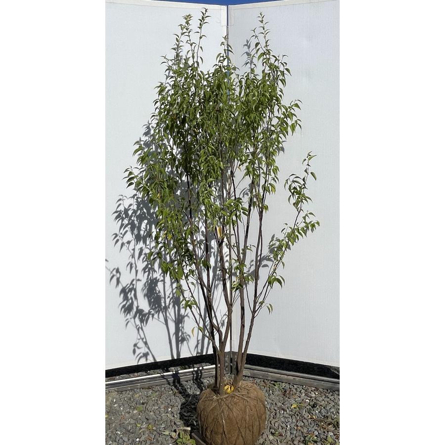 ハイノキ 6本株立ち 約1.8m 現品発送 特大株 大苗 植木苗木 灰の木 常緑樹 送料無料 : 大福樹苗園 - 通販 - Yahoo!ショッピング