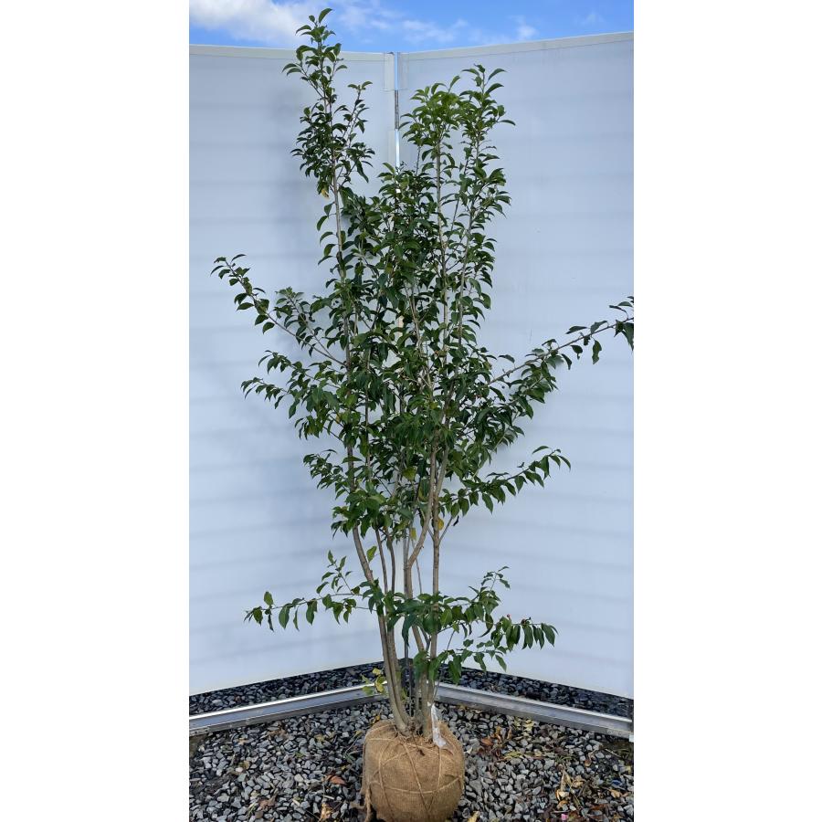 ソヨゴの木 5本株立ち 約2m 現品発送 美樹形株 特大株 植木苗木 赤い実が成る木 常緑樹 送料無料 : 大福樹苗園 - 通販 ...