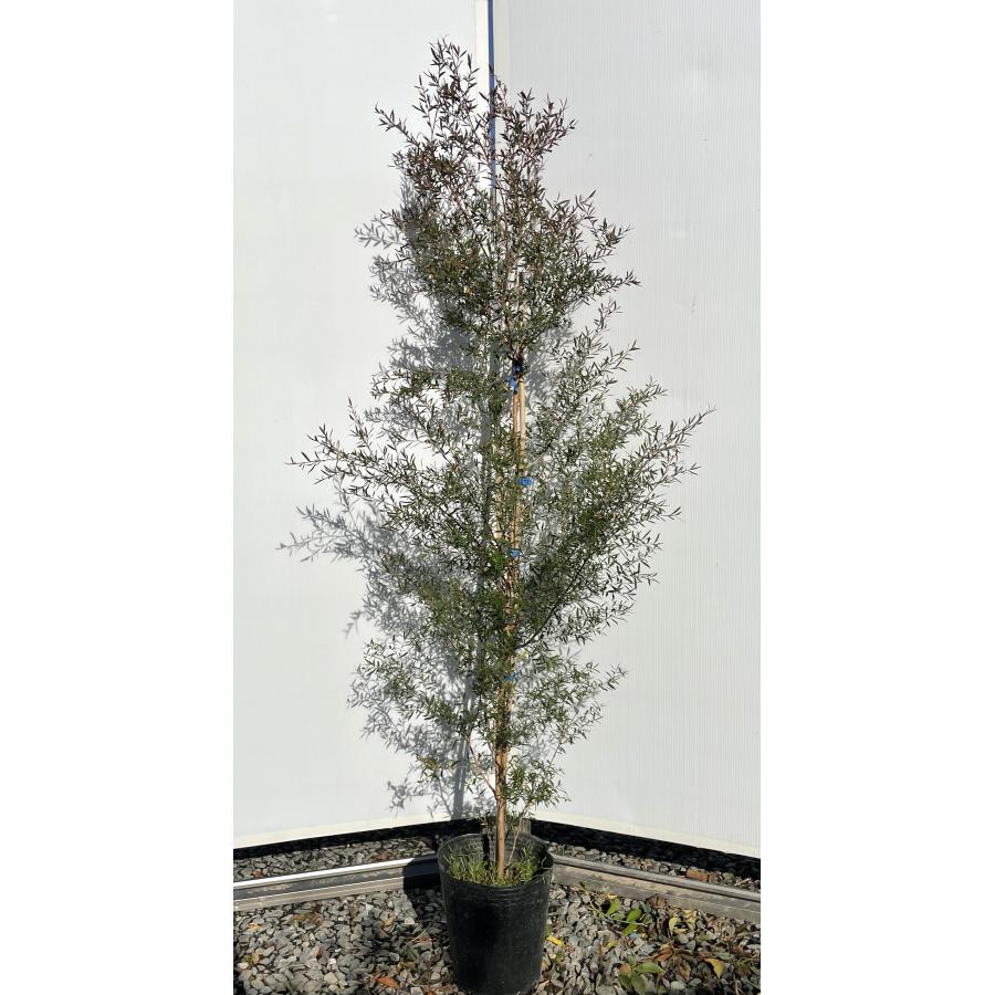 ブラックティーツリー ボルケーノ 約1.6m 現品発送 1本株 特大植木