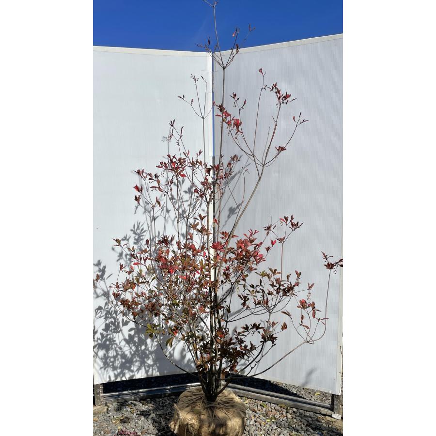 希少】ドウダンツツジ株立 花 植木 庭木 雑木の庭