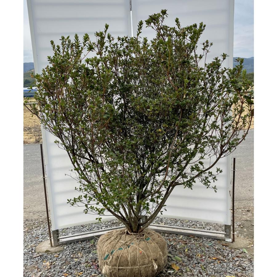 本霧島ツツジ 8本株立ち 約1.6m 現品発送 超特大株 植木 苗木 大苗 ホンキリシマ 本キリシマ 常緑樹 送料無料 : 大福樹苗園 ...