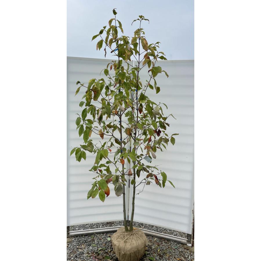 ハナミズキ レインボー 株立ち 約2.2m 現品発送 超特大株 植木 苗木